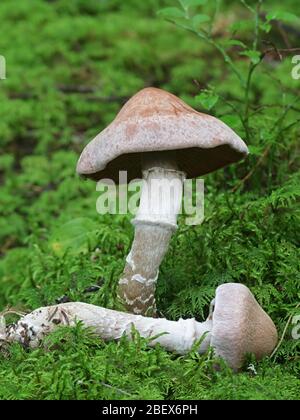 Cortinarius laniger, noto come nebulose Webcap di funghi selvatici dalla Finlandia Foto Stock