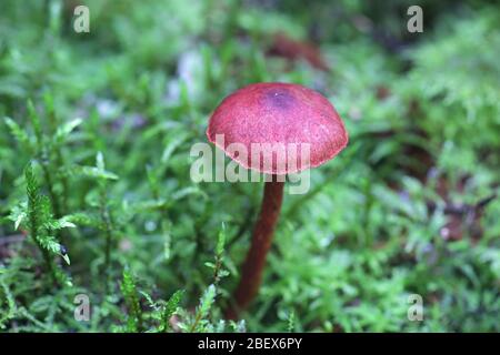 Cortinarius sanguineus, noto come il rosso sangue webcap di funghi selvatici dalla Finlandia Foto Stock