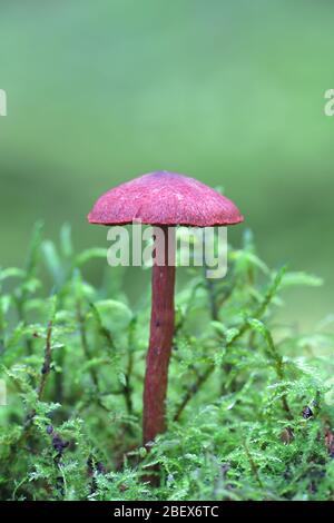 Cortinarius sanguineus, noto come il rosso sangue webcap di funghi selvatici dalla Finlandia Foto Stock