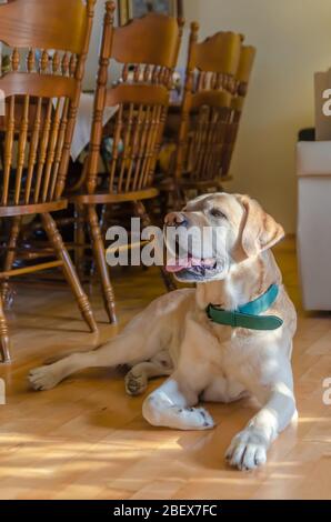 bella adorabile labrador bianco si trova sul pavimento della casa Foto Stock