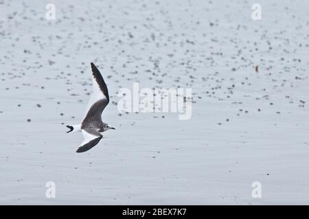 Gabbiano di Sabine (Larus sabini), giovane in volo, Marazio, Cornovaglia, Inghilterra, Regno Unito. Foto Stock