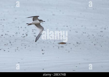 Gabbiano di Sabine (Larus sabini), giovane in volo, Marazio, Cornovaglia, Inghilterra, Regno Unito. Foto Stock