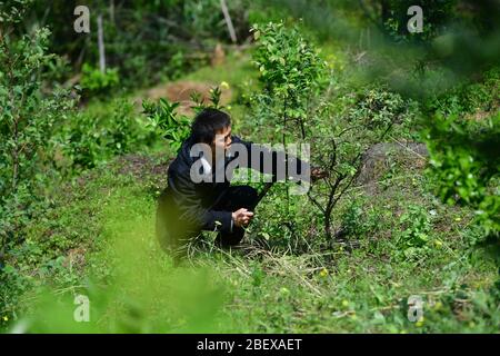 (200416) -- RONGAN, 16 aprile 2020 (Xinhua) -- Long Gexiong taglia un albero di waxberry al villaggio di Tongbantun di Dongqi Township nella contea di Rongan, regione autonoma di Guangxi Zhuang della Cina del sud, 12 aprile 2020. Long Gexiong, 52 anni, lasciò la sua città natale a 24 anni e andò a caccia di lavoro nella città di Liuzhou, nella regione autonoma di Guangxi Zhuang, nel sud della Cina. Dopo due decenni di lavoro all'esterno, tornò finalmente al suo villaggio nelle profonde montagne. A lungo è caduto fuori dalla scuola nel 1986 a causa della povertà e ha scosso una vita piantando alberi di susina. Tuttavia, le colline sterili e la scarsità di acqua hanno provocato ha povero Foto Stock