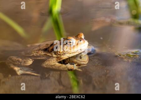Comune toad o europeo-toad, Bufo bufo in ambiente naturale, galleggianti su stagno di primavera, mostrando i suoi occhi arancioni - Repubblica Ceca, Europa fauna selvatica Foto Stock