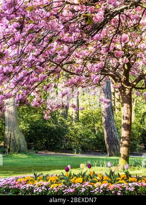 Un letto di fiori e fiori di ciliegio rosa in un parco pubblico urbano in Inghilterra. Foto Stock