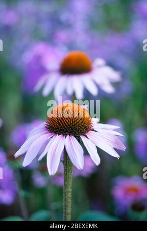 Primo piano di Echinacea purpurea Rubiedern fiore. Coneflower viola 'Rubiedern' Foto Stock
