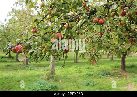 mele rosse su un albero in piantagione Foto Stock