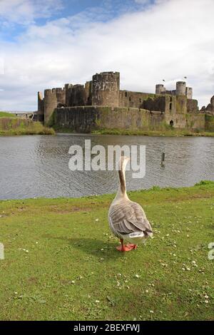 Caerphilly Castello e uccelli selvatici sul gallese fossato Foto Stock