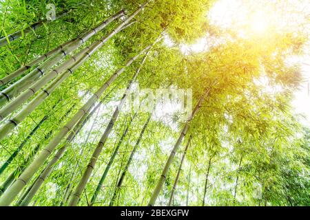 Bassa angolazione della foresta di bamboo Foto Stock
