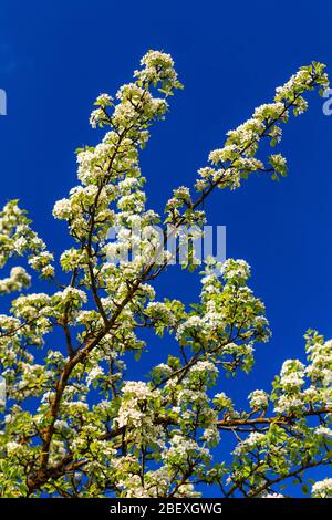 Albero di pera fiorito in primavera con cielo blu sullo sfondo. Rami di albero di pera coperti di fiori. Maggio Foto Stock