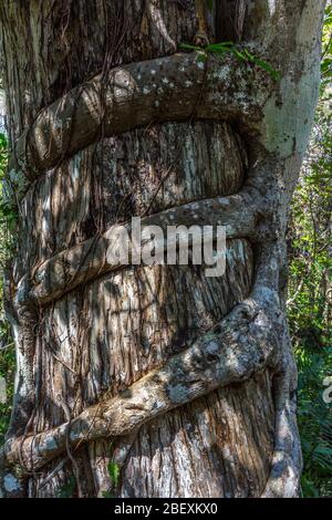 Big Cypress Swamp National Preserve, Everglades National Park, Florida, USA. Foto Stock