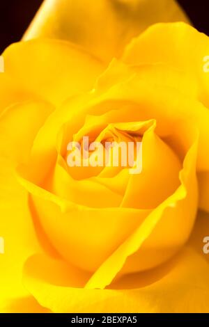 PRIMO PIANO DETTAGLIO DEL CENTRO DELLA ROSA GIALLA Foto Stock