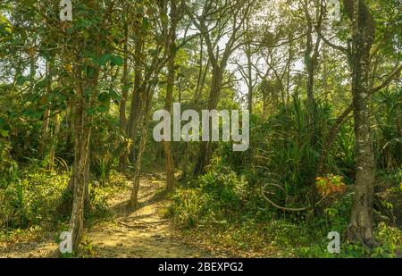 Luogo fresco per campeggio o godere di una foresta piena di scimmie e uccelli nella zona costiera di Sawarna, Java, Indonesia Foto Stock