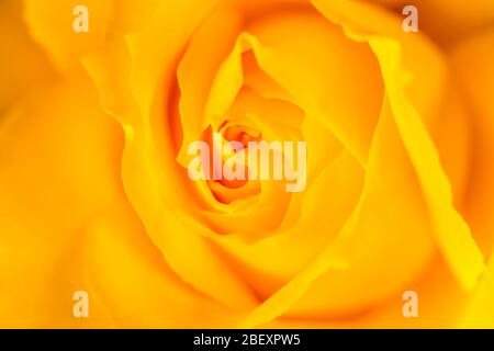 PRIMO PIANO DETTAGLIO DEL CENTRO DELLA ROSA GIALLA Foto Stock