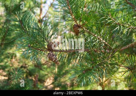 Boccioli di pino e coni in primavera. Giovane cono di pino. Foto Stock