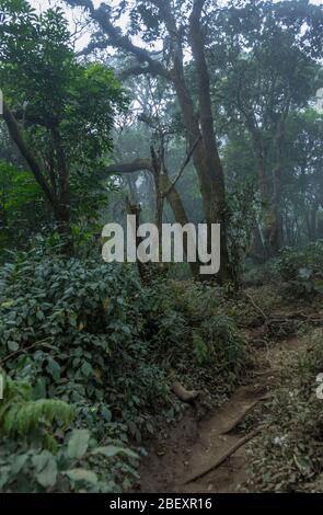 Bella foresta pluviale tropicale incontaminata piena di fauna selvatica visto mentre escursioni vulcano Slamet nel centro di Java, Indonesia Foto Stock