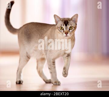 Gatto birmano. Adulto che cammina in un appartamento. Germania Foto Stock