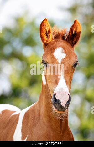 Paso fino. Ritratto di volpe maschile. Germania Foto Stock