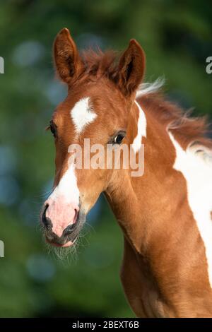 Paso fino. Ritratto di volpe maschile. Germania Foto Stock