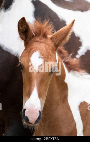 Paso fino. Ritratto di volpe maschile. Germania Foto Stock