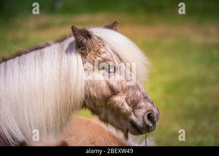 Pony classico. Cavallo vecchio cieco che soffre di Cushings sindrome. Germania Foto Stock