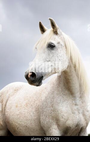 Cavallo Arabo. Ritratto di gelateria grigia. Germania Foto Stock