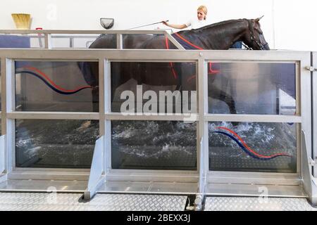 Cavallo di Oldenburg. Sposo che conduce un cavallo in un addestratore di acqua. Germania Foto Stock