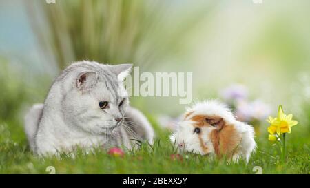 Gatto britannico Shorthair e cavia abissiniana Pig, Cavie su un prato fiorito in primavera. Germania Foto Stock