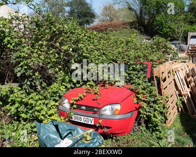 Una Ford Fiesta quasi completamente coperta di rambles a Westbury, Wiltshire, Regno Unito. Foto Stock
