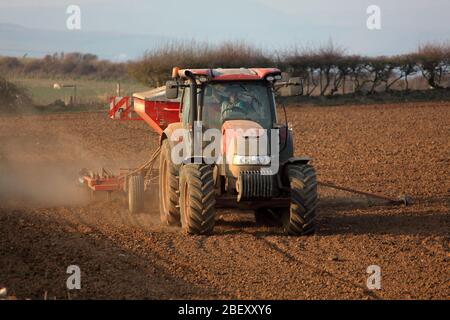 Presto alla sera l'agricoltore guida il suo trattore nel campo trainando un dispositivo per piantare questo raccolto estivo. Foto Stock