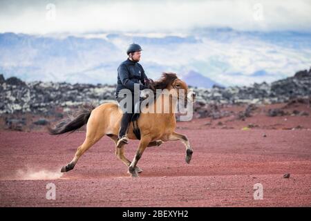 Cavallo islandese. Dun gelding con pilota in volo passo su sabbia rossa. Islanda Foto Stock