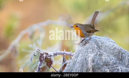 Europeo Robin (Erithacus rubecula) in piedi su una roccia. Austria Foto Stock