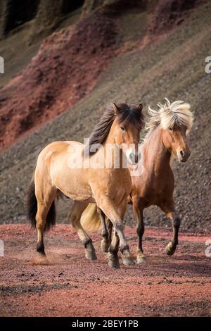 Cavallo islandese. Due zare adulte che galleggano sulla sabbia rossa. Islanda Foto Stock