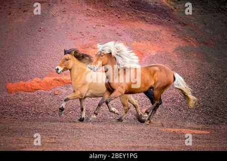 Cavallo islandese. Due zare adulte che galleggano sulla sabbia rossa. Islanda Foto Stock
