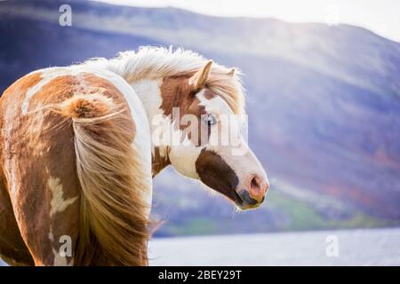 Cavallo islandese. Ritratto di pinto mare di fronte al paesaggio montano e all'acqua. Islanda Foto Stock