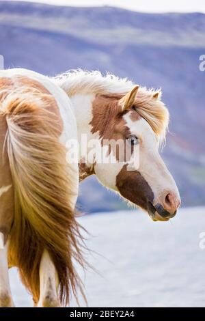 Cavallo islandese. Ritratto di pinto mare di fronte al paesaggio montano e all'acqua. Islanda Foto Stock