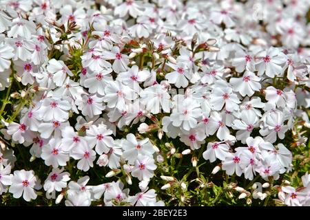 Phlox subulata "Amazing Grace" Foto Stock