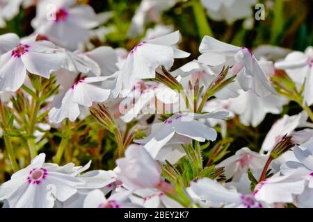 Phlox subulata "Amazing Grace" Foto Stock