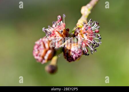 Wych Elm (ulmus glabra), primo piano dei fiori che esplodono in fiore su un ramo, isolato su uno sfondo piano. Foto Stock