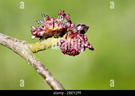 Wych Elm (ulmus glabra), primo piano dei fiori che esplodono in fiore su un ramo, isolato su uno sfondo piano. Foto Stock