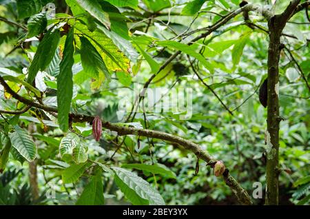 Cialde che crescono sui rami di un cocao. I fagioli dei baccelli maturati possono essere usati per produrre cioccolato. Foto Stock