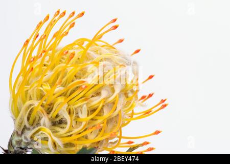 Primo piano con pincuscino giallo protea. Leucospermum conocarpodensro. Primo piano su sfondo bianco Foto Stock