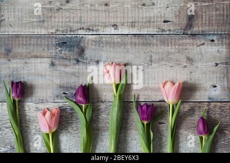 Rosa e viola i tulipani in fila su di uno sfondo di legno vecchio Foto Stock