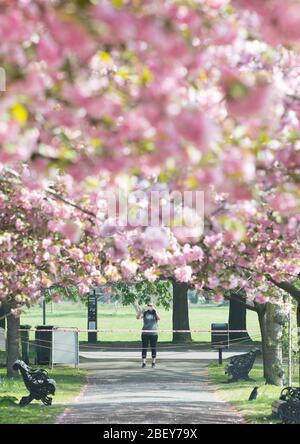 I visitatori del Greenwich Park nel sud-est di Londra si esercitano ogni giorno e fotografano la fioritura dei ciliegi nel Royal Park mentre il Regno Unito continua a bloccarsi per contribuire a frenare la diffusione del coronavirus. Foto PA. Data foto: Giovedì 16 aprile 2020. Vedi la storia PA SALUTE Coronavirus. Il credito per le foto dovrebbe essere: Stefan Rousseau/PA Wire Foto Stock