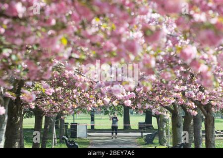 I visitatori del Greenwich Park nel sud-est di Londra si esercitano ogni giorno e fotografano la fioritura dei ciliegi nel Royal Park mentre il Regno Unito continua a bloccarsi per contribuire a frenare la diffusione del coronavirus. Foto PA. Data foto: Giovedì 16 aprile 2020. Vedi la storia PA SALUTE Coronavirus. Il credito per le foto dovrebbe essere: Stefan Rousseau/PA Wire Foto Stock