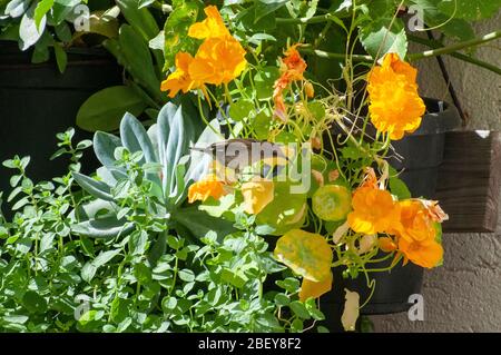 Femmina Palestine Sunbird o Northern Orange-tufted Sunbird (Cinnyris oseus) in un giardino. Questo è un piccolo uccello passerino della famiglia degli uccelli del sole che è Foto Stock