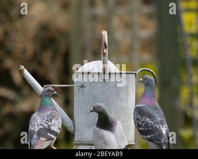 Tre piccioni ferali e un'annaffiatura antica possono essere in un giardino suburbano londinese. Credito: Malcolm Park/Alamy Foto Stock