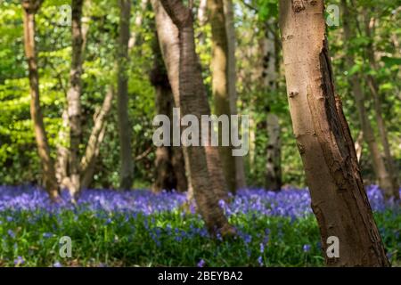 Tappeto di campanelli selvatici nel bosco, fotografato a Pear Wood accanto allo Stanmore Country Park di Stanmore, Middlesex, Regno Unito Foto Stock