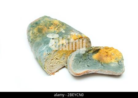 L'immagine di un pane completamente ammuffito a causa della conservazione errata in un sacco di hdpe. Marcio e uneasable. Isolato su sfondo bianco. Foto Stock