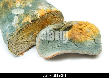 L'immagine di un pane completamente ammuffito a causa della conservazione errata in un sacco di hdpe. Marcio e uneasable. Isolato su sfondo bianco. Foto Stock